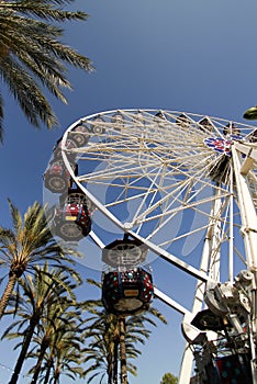 Ferris Wheel With Palm Trees