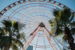 Ferris wheel between palm trees in Batumi city