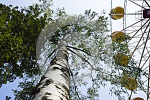 Ferris wheel park summer nature