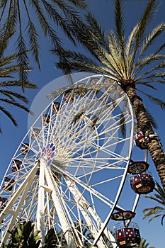 Ferris Wheel Surrounded by Palm Trees