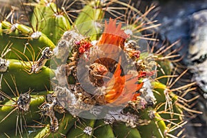 Ferrocactus Pringlei Barrel Cactus Botanical Garden Tucson Arizona