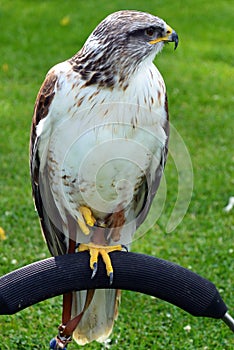 Ferruginous Buzzard