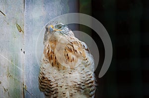 A Ferruginous Buzzard Buteo regalis