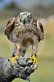 Ferruginous Buzzard