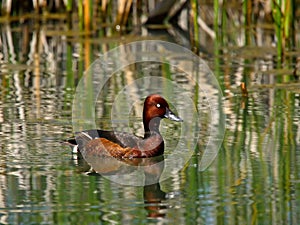 Ferruginous Duck