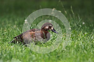 Ferruginous duck