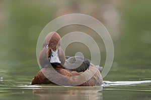 Ferruginous Duck - Aythya nyroca