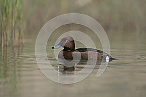 Ferruginous duck, Aythya nyroca