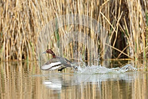 Ferruginous Duck