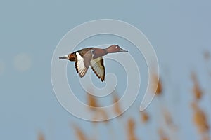 Ferruginous Duck (Aythya nyroca)