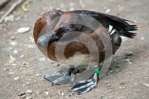 Ferruginous Duck Aythya Nyroca inhabits lakes and marshes in Europe and Asia. Rich rusty brown overall with contrasting white