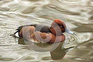 The ferruginous duck Aythya nyroca male duck swimming on the lake, clear  background, scene from wildlife, Switzerland, common