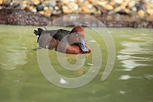 Ferruginous duck