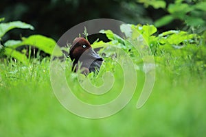 Ferruginous duck