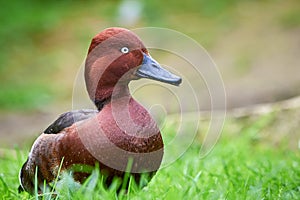 Ferruginous duck male closeup Aythya nyroca