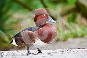 Ferruginous duck male closeup Aythya nyroca