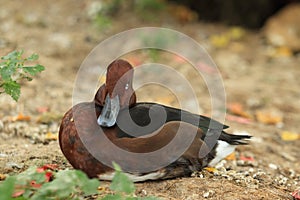 Ferruginous duck