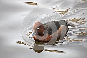 Ferruginous duck swims on the lake