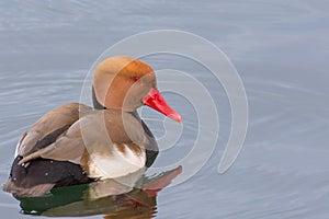 Ferruginous duck. Upper Zurich Lake, Switzerland