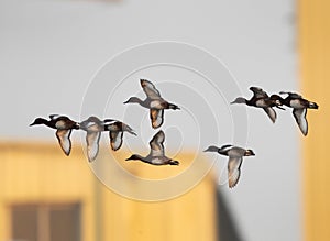 Ferruginous ducks flying at Asker marsh, Bahrain photo