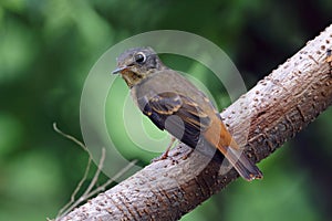 Ferruginous Flycatcher Muscicapa ferruginea Beautiful Birds of Thailand