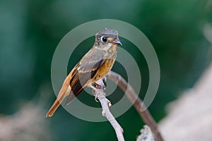 Ferruginous Flycatcher Muscicapa ferruginea Beautiful Birds of Thailand perching on the tree