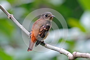 Ferruginous Flycatcher Muscicapa ferruginea Cute Birds of Thailand