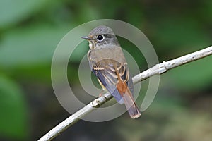 Ferruginous Flycatcher Muscicapa ferruginea Cute Birds of Thailand