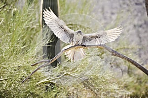 Ferruginous Hawk