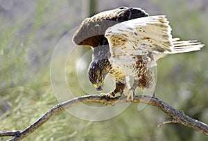 Ferruginous hawk