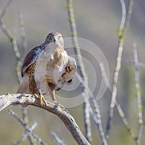 Ferruginous Hawk