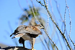 Ferruginous Hawk