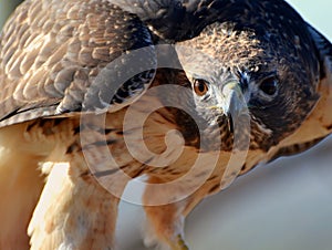 Ferruginous Hawk