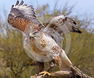 Ferruginous Hawk