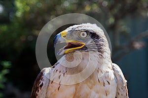 Ferruginous Hawk