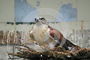 Ferruginous hawk