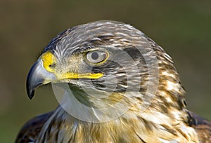 Ferruginous Hawk