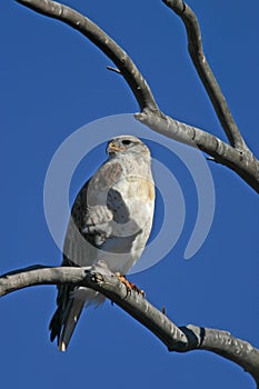 Ferruginous Hawk