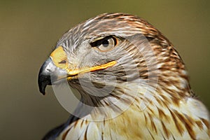 Ferruginous Hawk