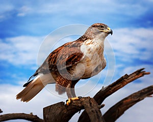 Ferruginous Hawk on branch in Sonoran Desert