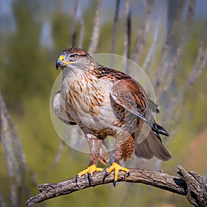 Ferruginous Hawk on branch in Sonoran Desert