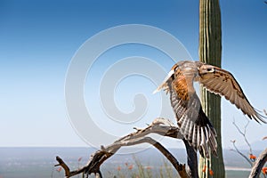 Ferruginous Hawk on branch in Sonoran Desert Flying