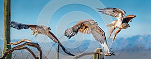Ferruginous Hawk on branch in Sonoran Desert Flying Sequence