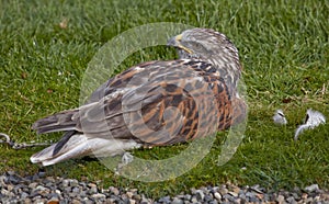 Ferruginous Hawk Brown Feathers