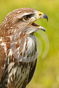 Ferruginous hawk or Butea regalis