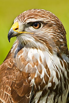 Ferruginous hawk or Butea regalis