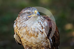 Ferruginous hawk or Butea regalis in side angle view