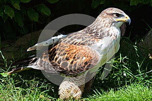 Ferruginous hawk Buteo regalis