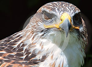 Ferruginous hawk Buteo regalis