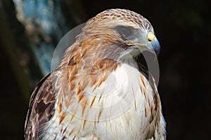 Ferruginous hawk Buteo regalis